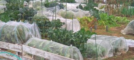 府中市 都市農地の保全をするために、農家同士の農地の使用貸借に奨励金を支払う事業を実施（府中市議会議員　国民民主党　ゆうきりょう）