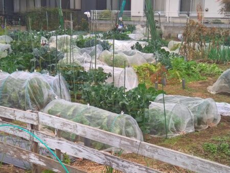 府中市 都市農業農地　 小山くにひこ都議会議員の政策・・「食料安全保障と食の安全・安心を確保するため、農地と都市農業を守る」（府中市議会議員　国民民主党　ゆうきりょう）
