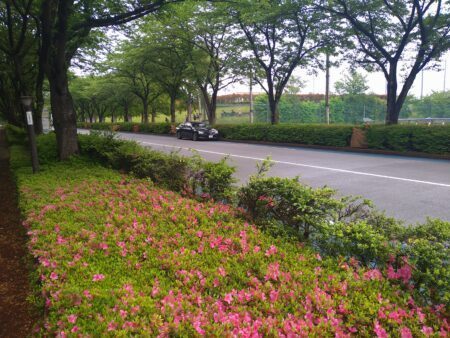 府中市 朝日町のスタジアム通りに、センターポールを設置へ・・道路の違法駐車対策など安全策を図る（府中市議会議員　国民民主党　ゆうきりょう）
