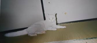 府中市  動物（ペット）を飼育している高齢者が居なくなった際、動物をいかに保護するのか・・行政と民間が連携して支援策をできないか（府中市議会議員　国民民主党　ゆうきりょう）